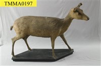 藏品(臺灣梅花鹿)的圖片